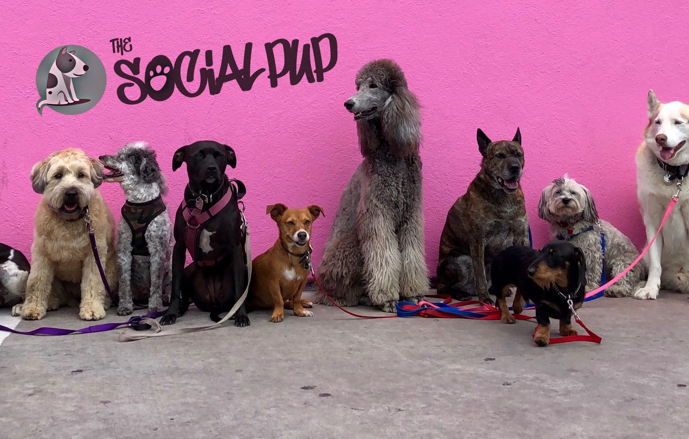 The Social Pup